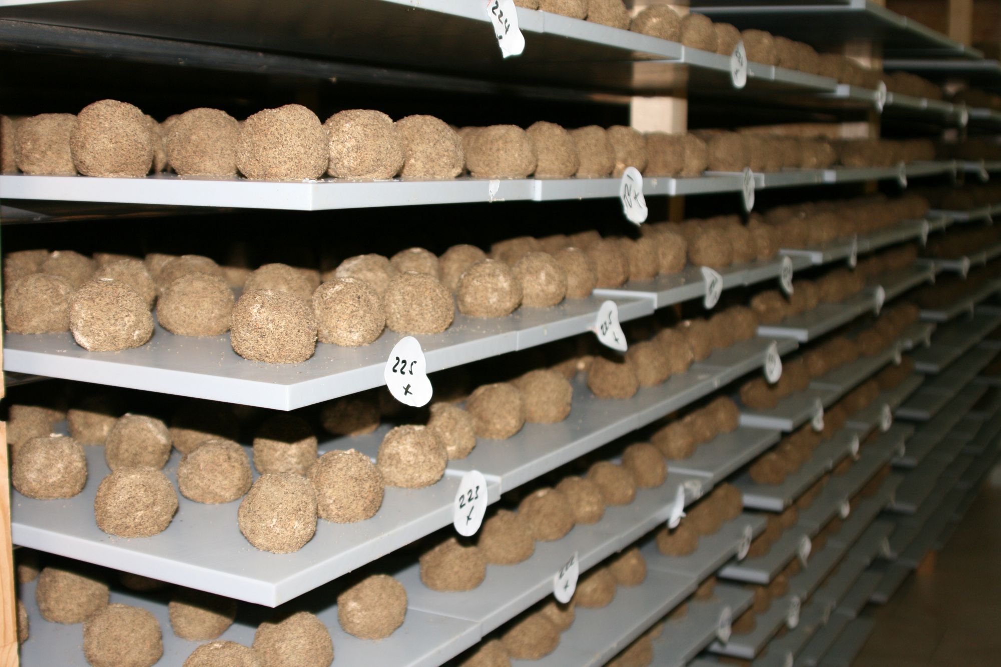 Belper Knolle kaufen in Deutschland bei Käseversand24 Belper Knollen Lager Käse Shop